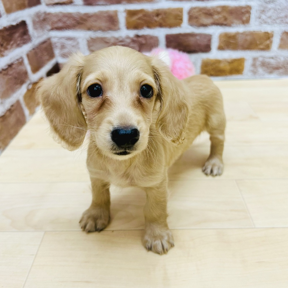 愛知県のミニチュアダックスフンド(ロング) (犬の家＆猫の里七宝店/2025年7月7日生まれ/男の子/イエロー)の子犬の2枚目の画像