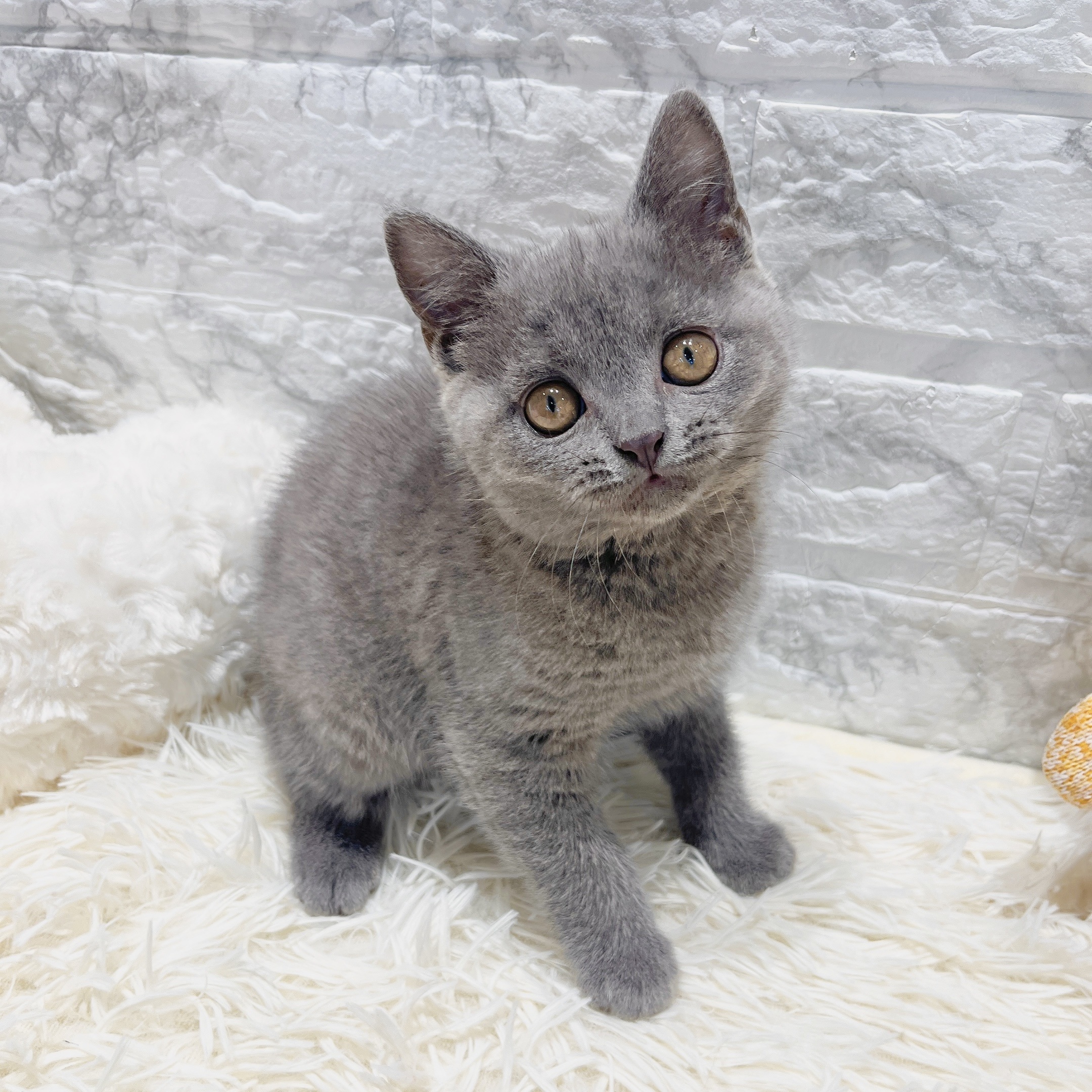 愛知県のブリティッシュショートヘアー (犬の家＆猫の里MiO香久山店/2025年7月5日生まれ/女の子/ブルー)の子猫の1枚目の画像