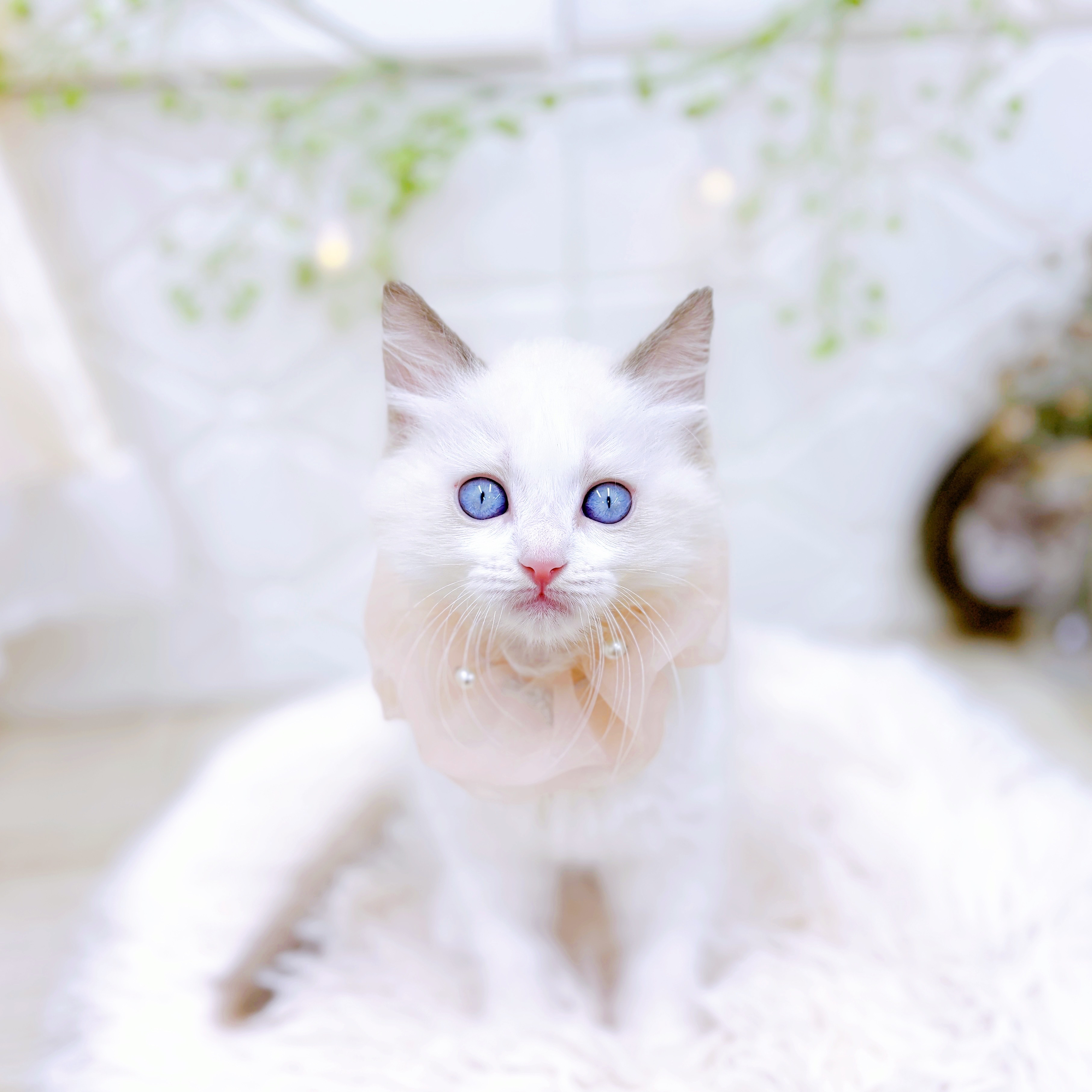 福井県のラグドール (犬の家＆猫の里アミーゴ福井店/2025年7月9日生まれ/女の子/シールポイントバイカラー)の子猫の1枚目の画像