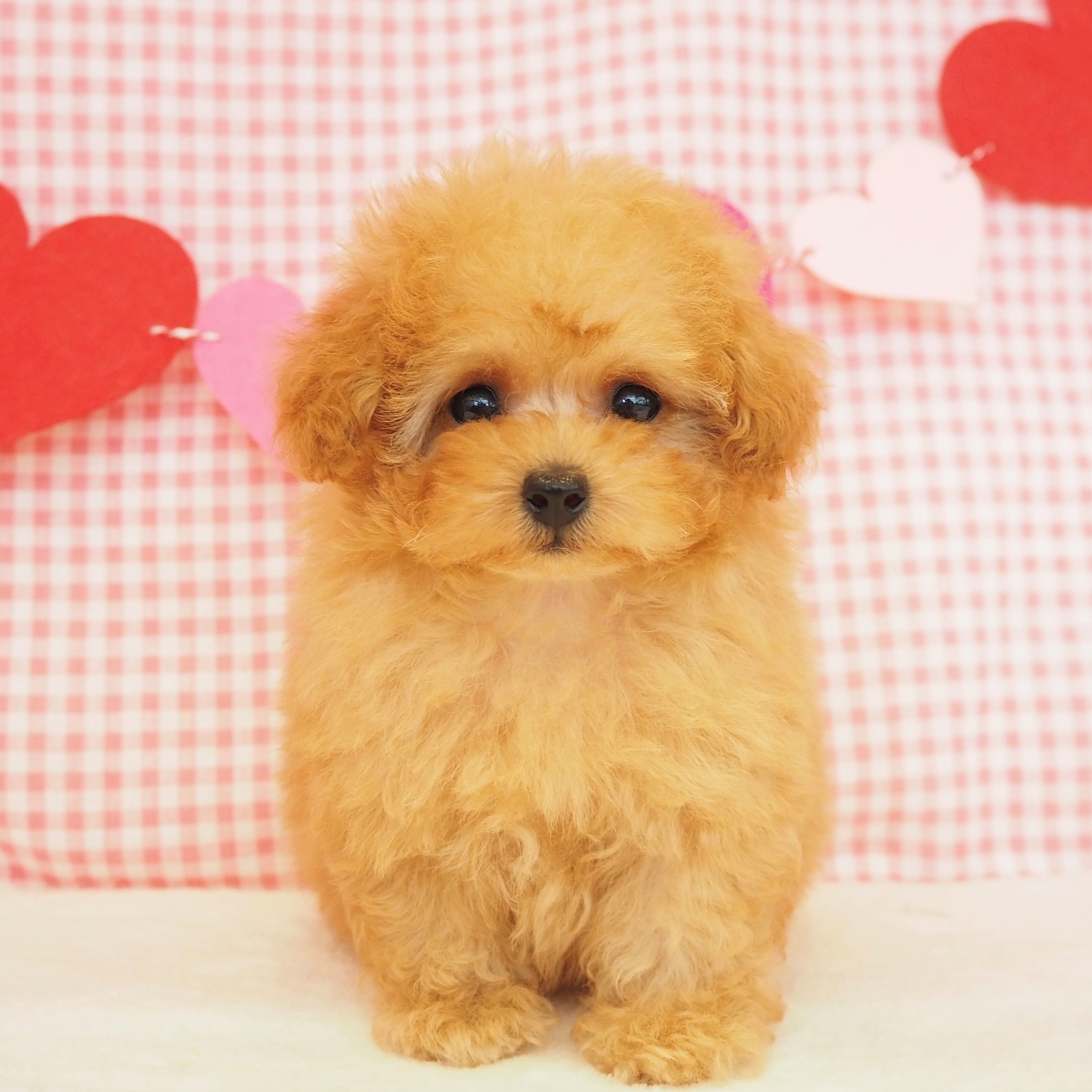 大阪府のティーカッププードル (犬の家＆猫の里もりのみやキューズモールBASE店/2025年7月9日生まれ/女の子/アプリコット)の子犬の1枚目の画像