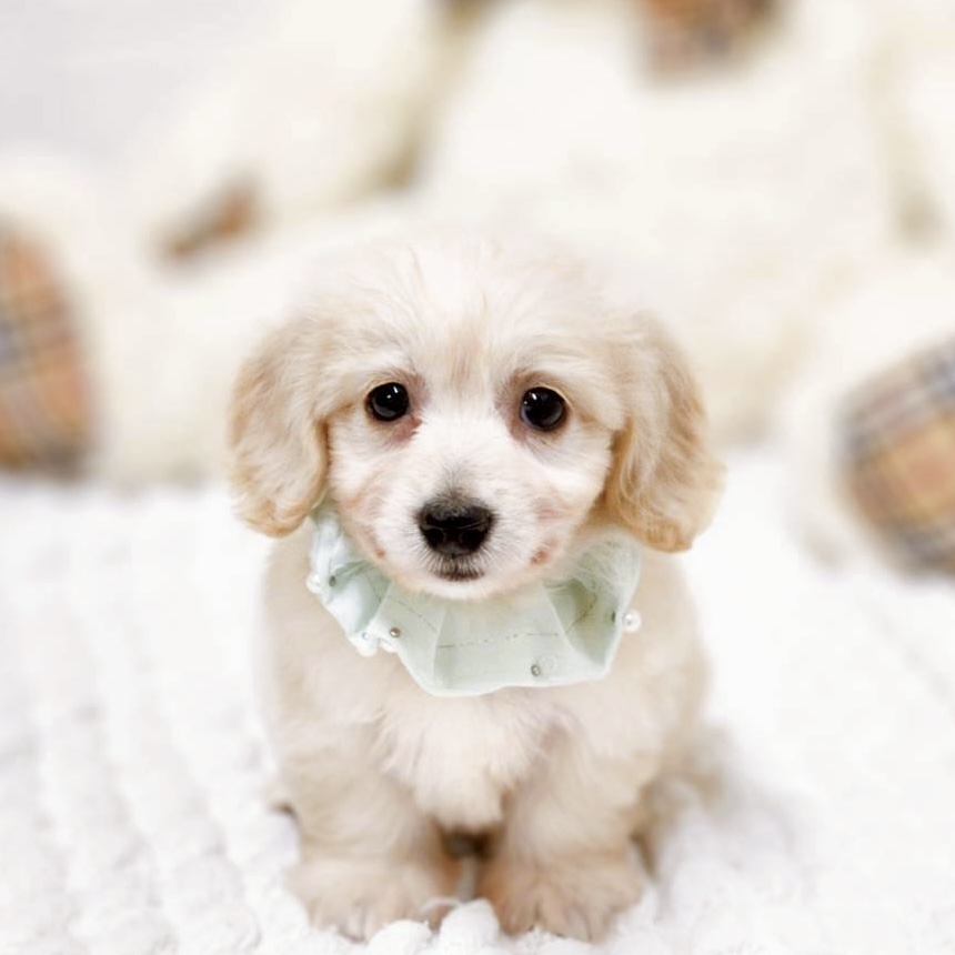 滋賀県のハーフ犬・ミックス犬 (犬の家＆猫の里近江八幡店/2025年7月9日生まれ/女の子/クリーム)の子犬の1枚目の画像