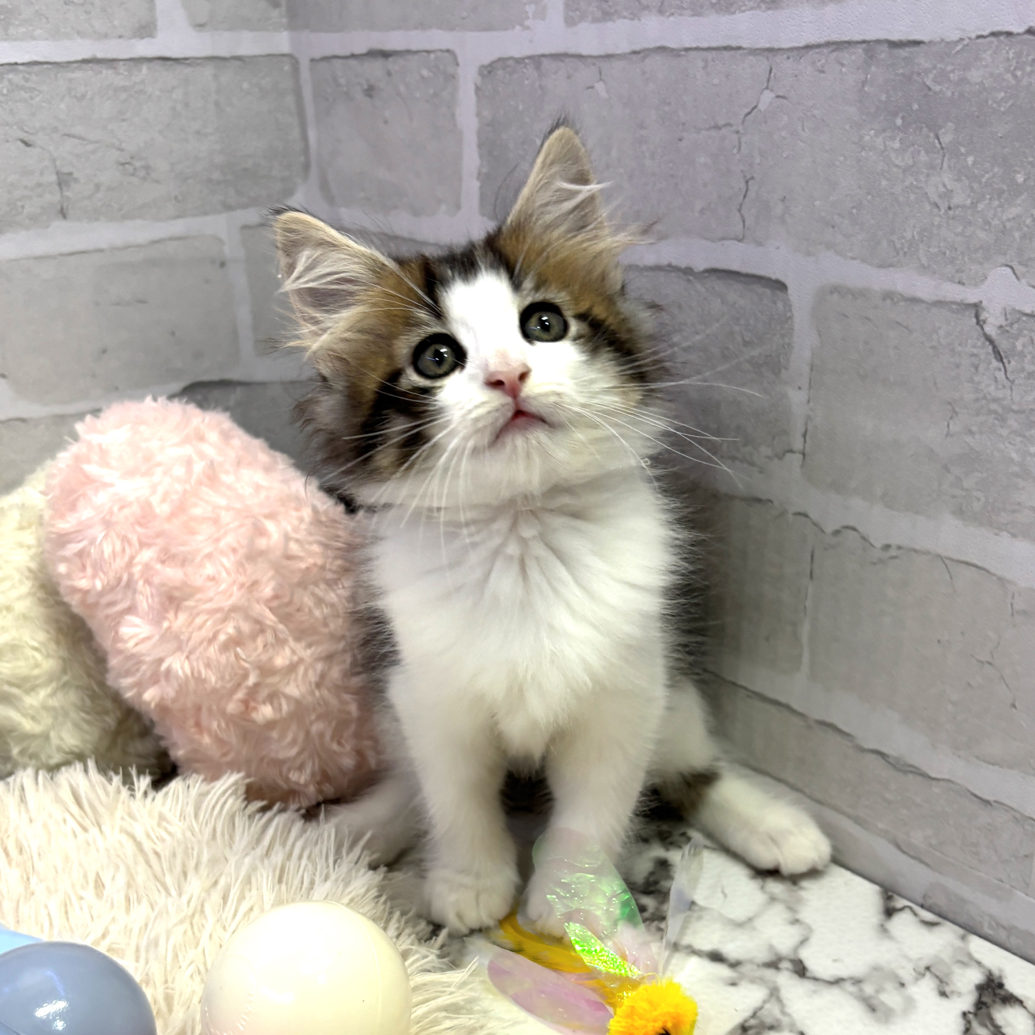 愛知県のノルウェージャンフォレストキャット (犬の家＆猫の里岡崎店/2025年7月11日生まれ/男の子/ブラウンマッカレルタビーホワイト)の子猫の2枚目の画像