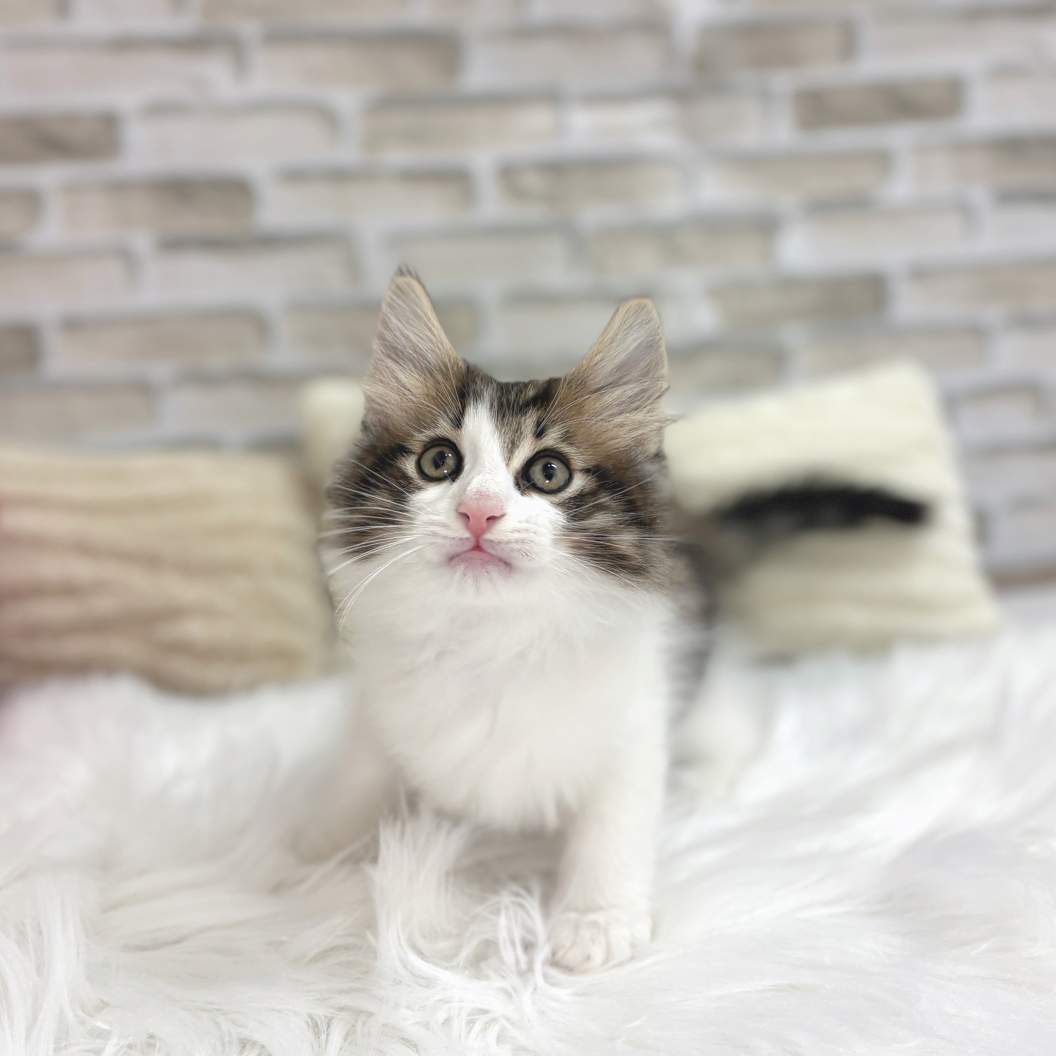 静岡県のノルウェージャンフォレストキャット (犬の家＆猫の里富士店/2025年7月11日生まれ/男の子/ブラウンマッカレルタビーホワイト)の子猫の2枚目の画像