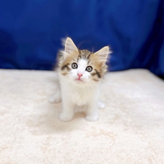 愛知県のノルウェージャンフォレストキャット (犬の家＆猫の里一宮店/2025年7月11日生まれ/女の子/ブラウンマッカレルタビーホワイト)の子猫の2枚目の画像