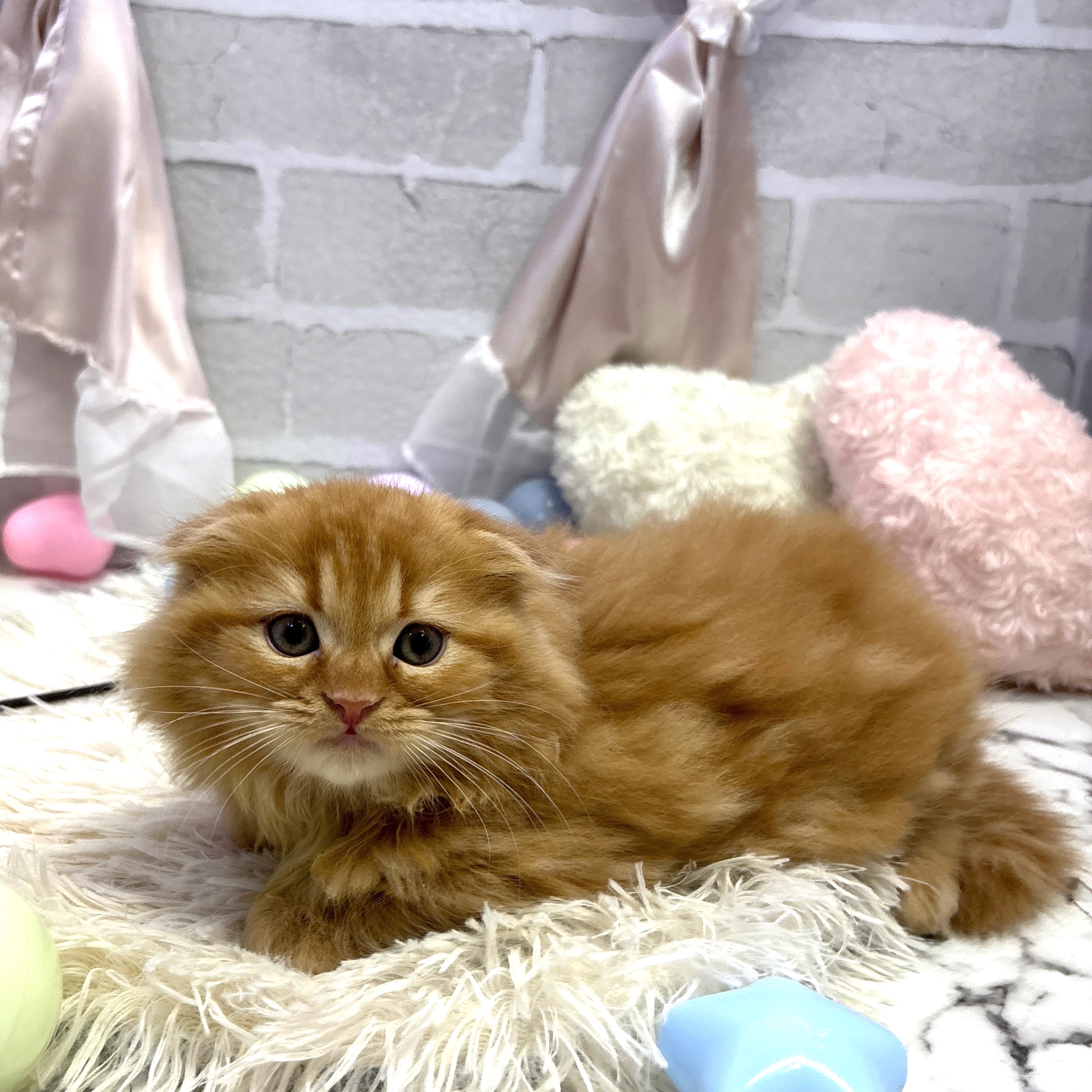 愛知県のスコティッシュフォールド (犬の家＆猫の里岡崎店/2025年7月9日生まれ/男の子/レッドタビー)の子猫の2枚目の画像