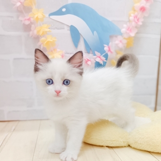 静岡県のラグドール (犬の家＆猫の里プレ葉ウォーク浜北店/2025年7月8日生まれ/男の子/シールポイントバイカラー)の子猫の2枚目の画像
