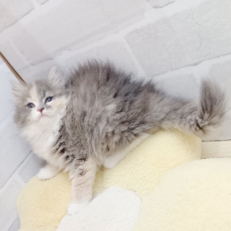静岡県のサイベリアン (犬の家＆猫の里プレ葉ウォーク浜北店/2025年7月6日生まれ/女の子/ブルーパッチドタビーホワイト)の子猫の2枚目の画像