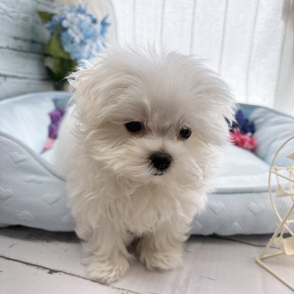長野県のマルチーズ (犬の家＆猫の里塩尻店/2025年7月6日生まれ/男の子/ホワイト)の子犬の2枚目の画像