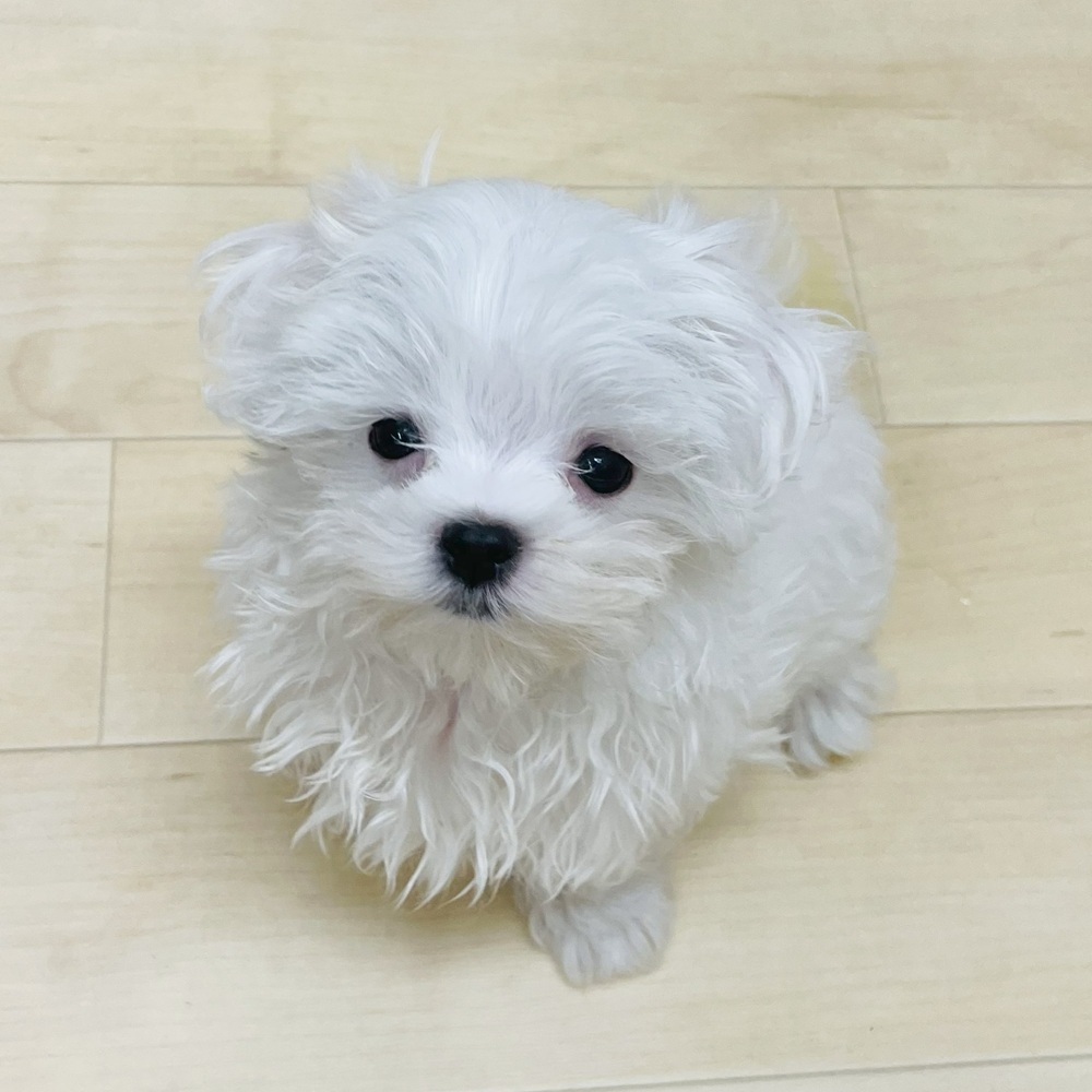 愛知県のマルチーズ (犬の家＆猫の里七宝店/2025年7月6日生まれ/男の子/ホワイト)の子犬の2枚目の画像