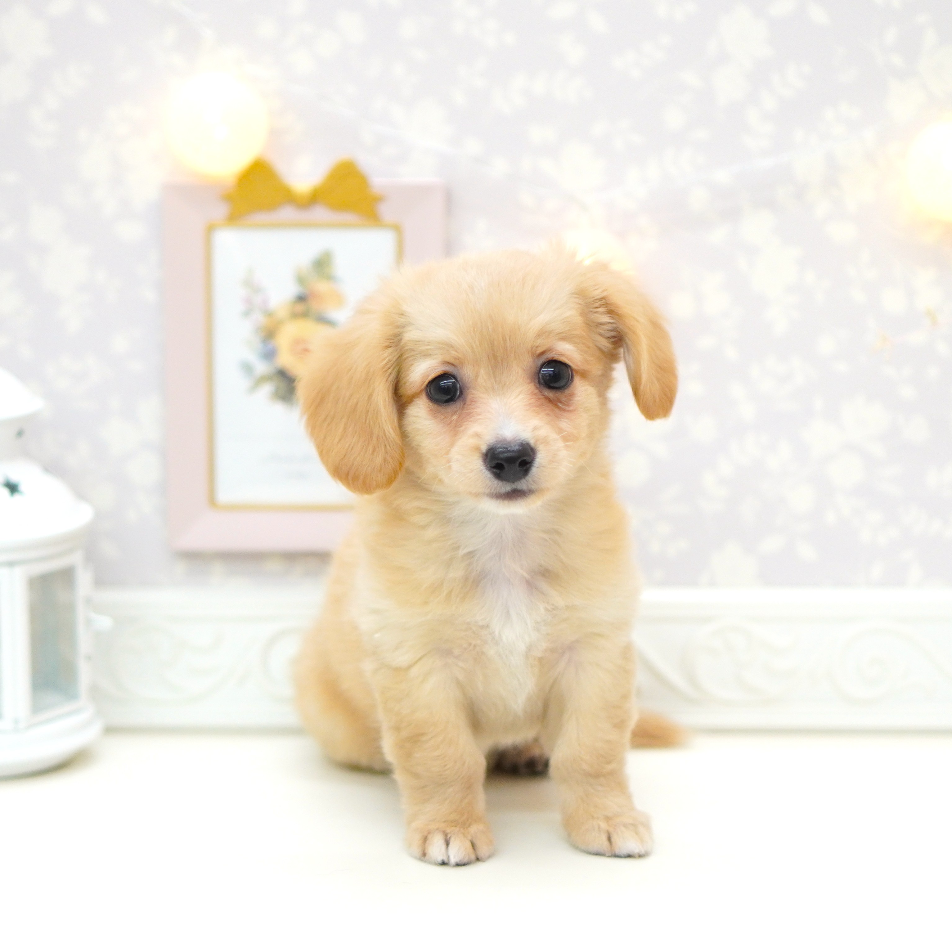 富山県のチワックス(チワワ×ダックス) (犬の家＆猫の里富山店/2025年7月10日生まれ/女の子/クリーム)の子犬