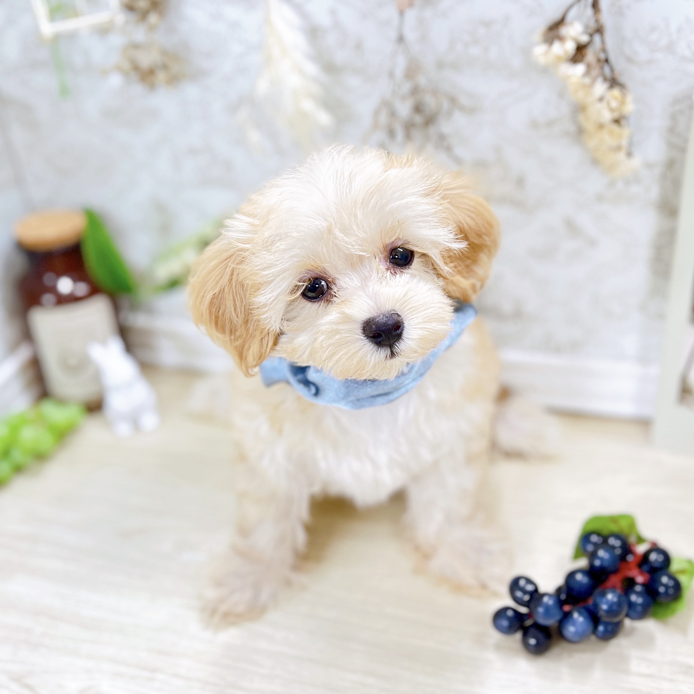 福井県のマルプー(マルチーズ×プードル) (犬の家＆猫の里アミーゴ福井大和田店/2025年7月7日生まれ/男の子/アプリコット)の子犬の2枚目の画像