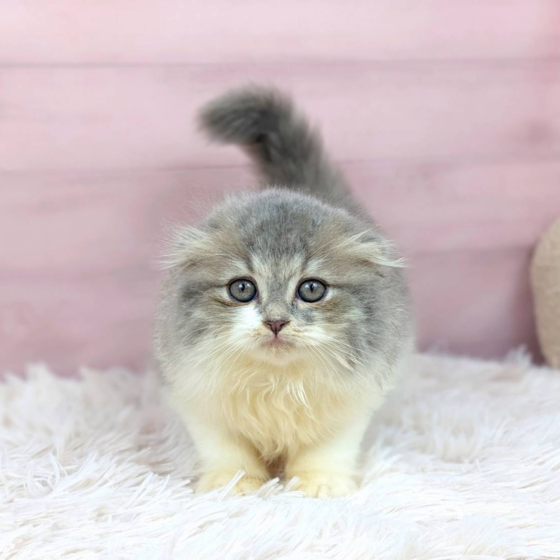 兵庫県のスコティッシュフォールド (犬の家＆猫の里川西店/2025年7月2日生まれ/女の子/ブルータビーホワイト)の子猫