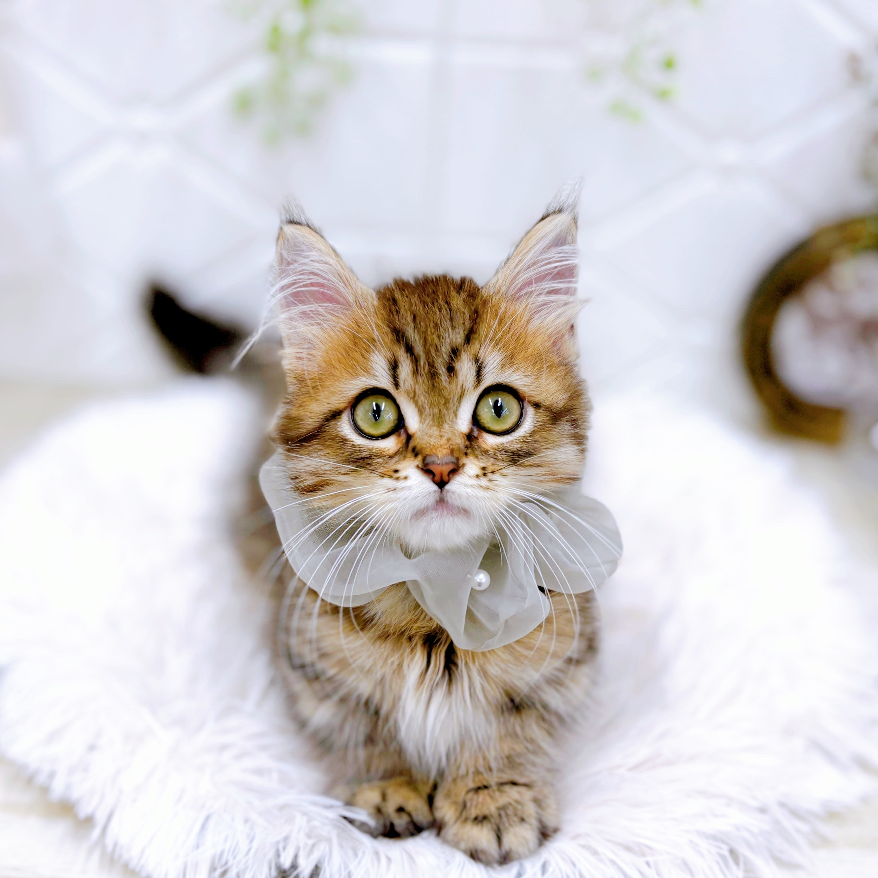 福井県のミヌエット (犬の家＆猫の里アミーゴ福井店/2025年7月13日生まれ/男の子/ブラウンタビー)の子猫の1枚目の画像