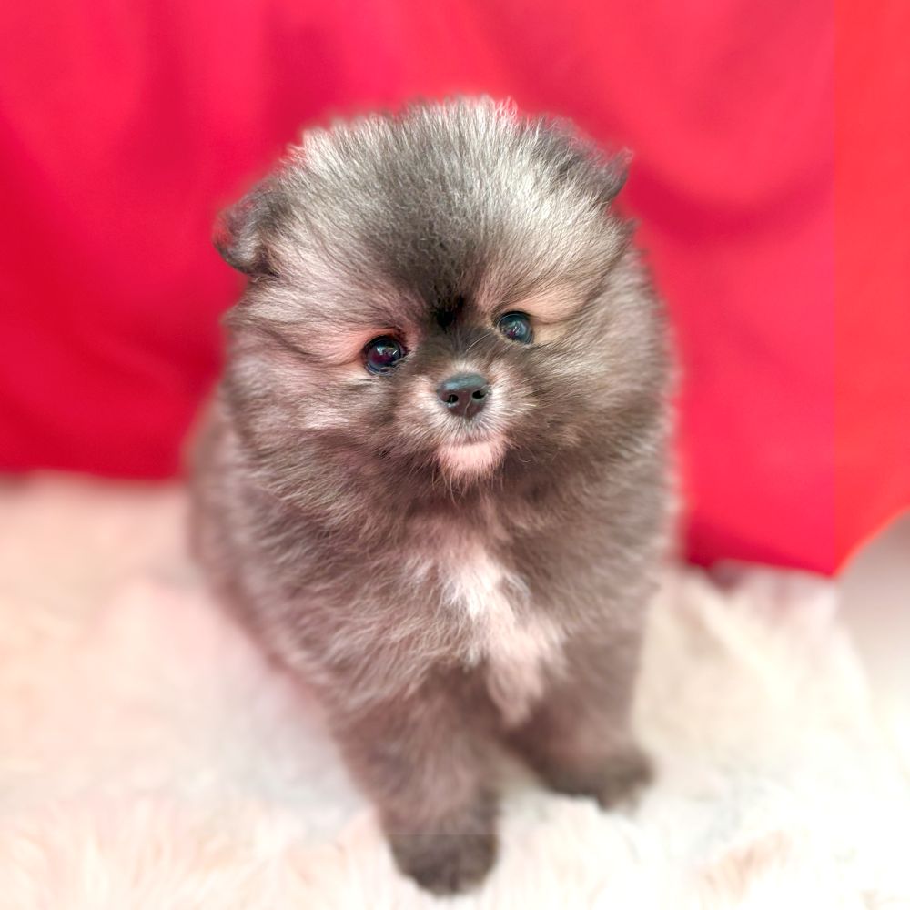 愛知県のポメラニアン (犬の家＆猫の里愛知刈谷店/2025年7月13日生まれ/女の子/ウルフセーブル)の子犬の1枚目の画像