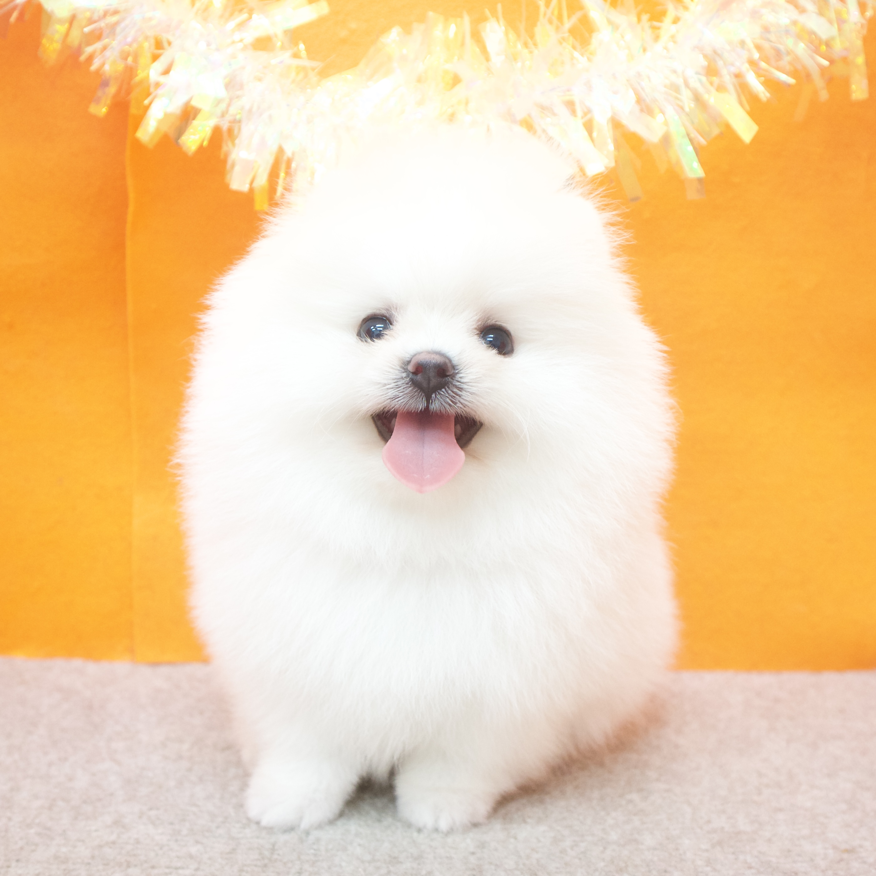 大阪府のポメラニアン (犬の家＆猫の里吹田店/2025年7月10日生まれ/男の子/ホワイト)の子犬の1枚目の画像