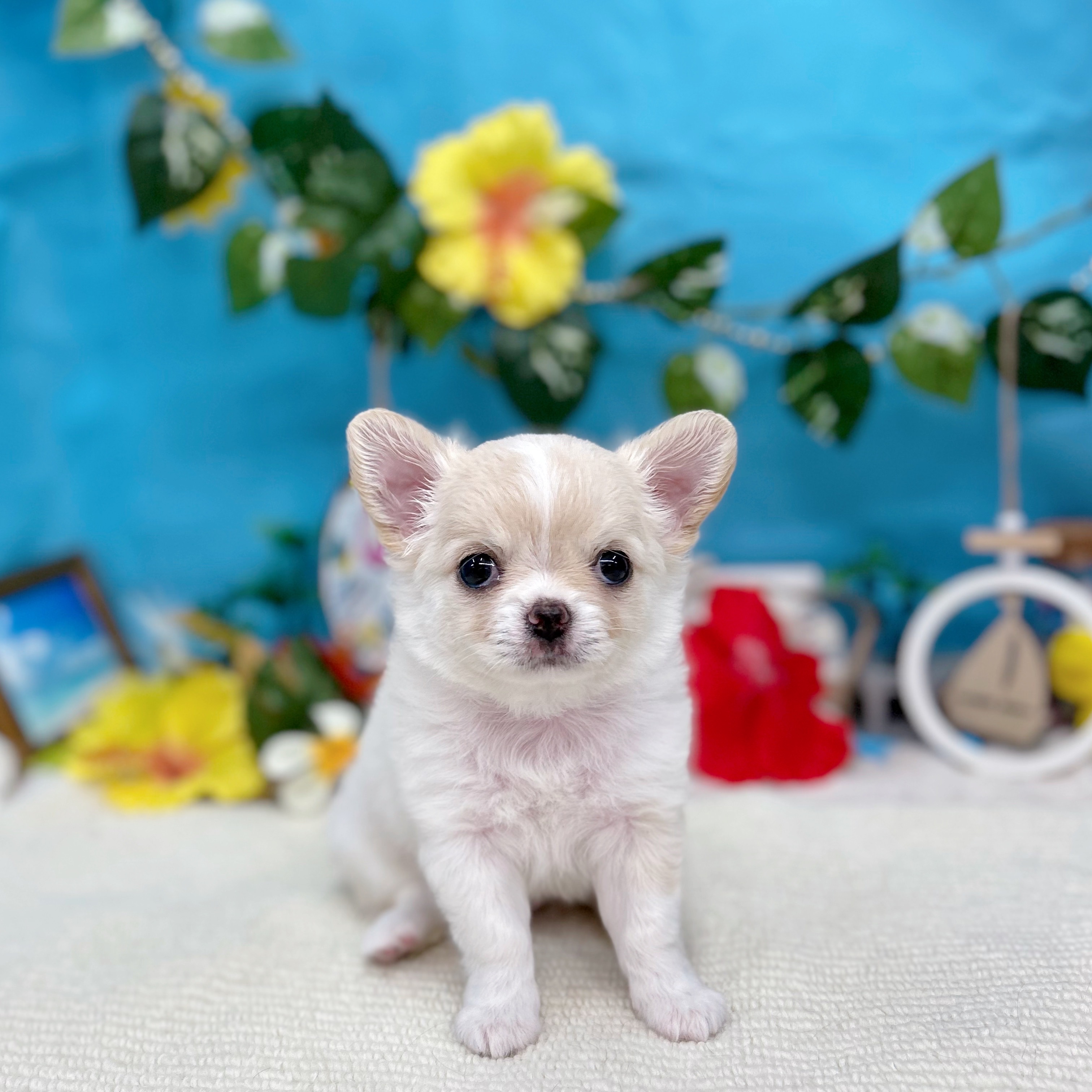 岐阜県のチワワ(ロング) (犬の家＆猫の里岐南店/2025年7月13日生まれ/男の子/クリームホワイト)の子犬の1枚目の画像