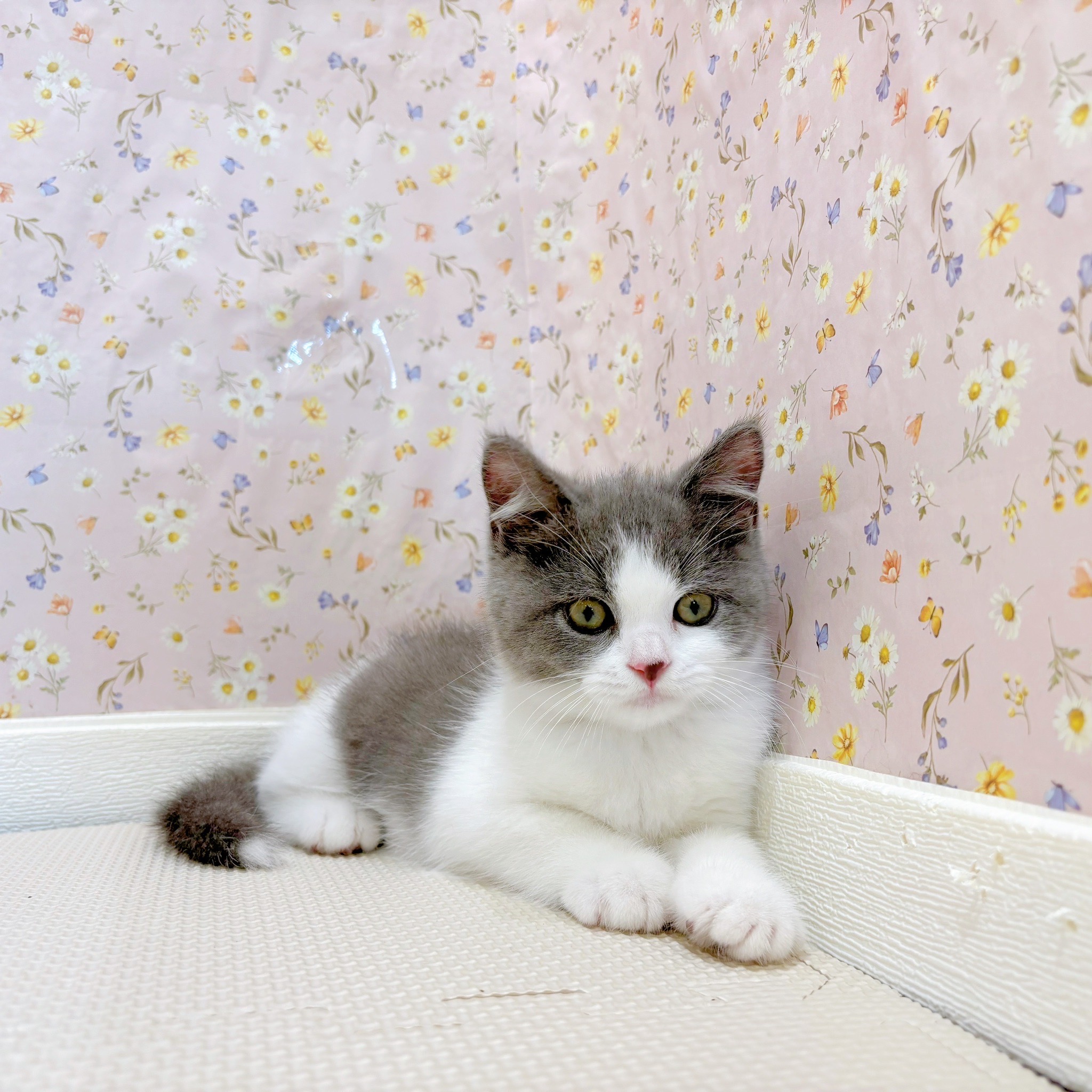石川県のブリティッシュショートヘアー (犬の家＆猫の里金沢店/2025年7月7日生まれ/男の子/ブルーホワイト)の子猫の2枚目の画像