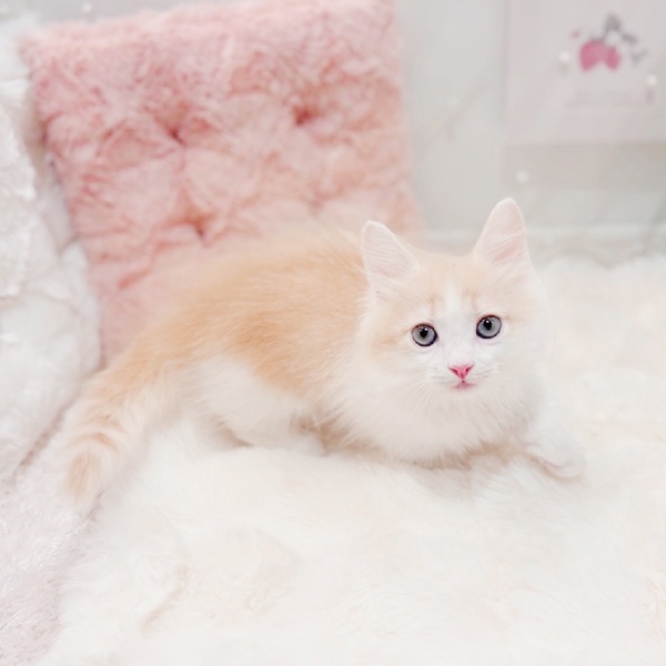 福井県のミヌエット (犬の家＆猫の里福井店/2025年7月11日生まれ/男の子/クリームタビーホワイト)の子猫の1枚目の画像