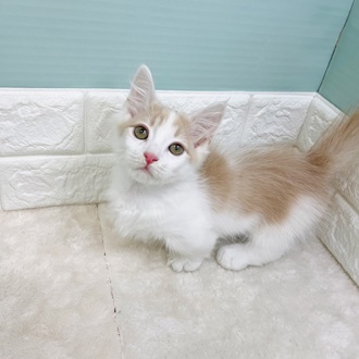 静岡県のミヌエット (犬の家＆猫の里マークイズ静岡店/2025年7月11日生まれ/男の子/クリームタビーホワイト)の子猫の1枚目の画像