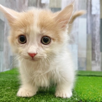 静岡県のミヌエット (犬の家＆猫の里マークイズ静岡店/2025年7月11日生まれ/男の子/クリームタビーホワイト)の子猫の1枚目の画像