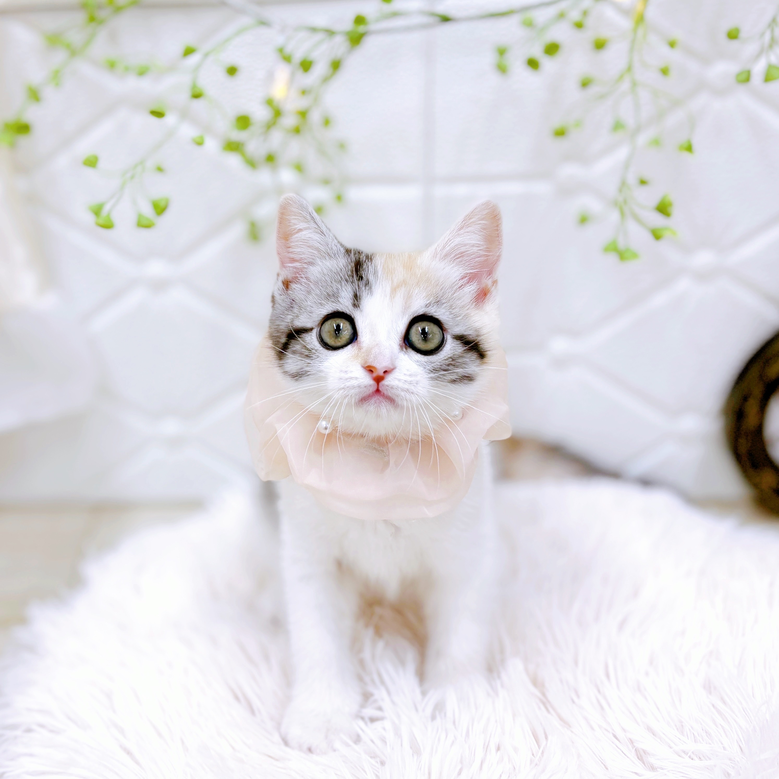 福井県のマンチカン (犬の家＆猫の里アミーゴ福井店/2025年7月11日生まれ/女の子/シルバーパッチドタビーホワイト)の子猫
