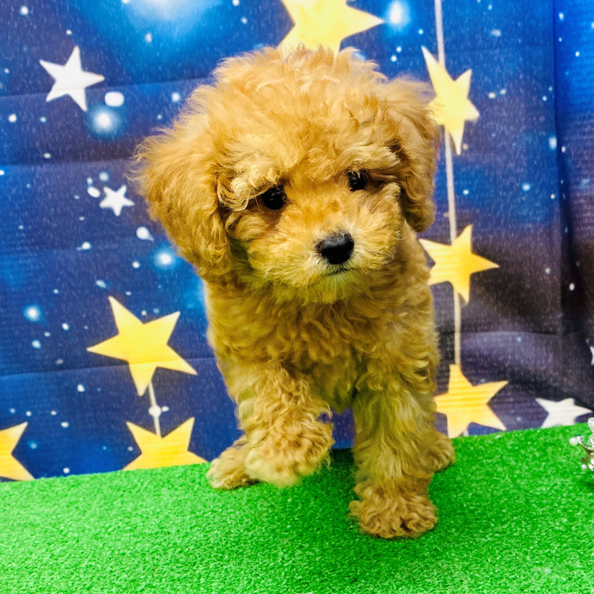 愛知県のトイプードル(トイ) (犬の家＆猫の里名古屋天白店/2025年7月11日生まれ/男の子/アプリコット)の子犬の2枚目の画像