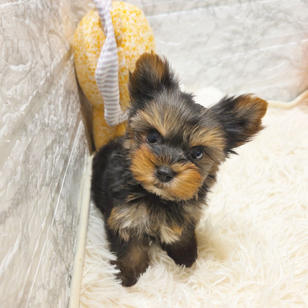愛知県のヨークシャーテリア (犬の家＆猫の里MiO香久山店/2025年7月11日生まれ/男の子/スチールブルータン)の子犬の2枚目の画像