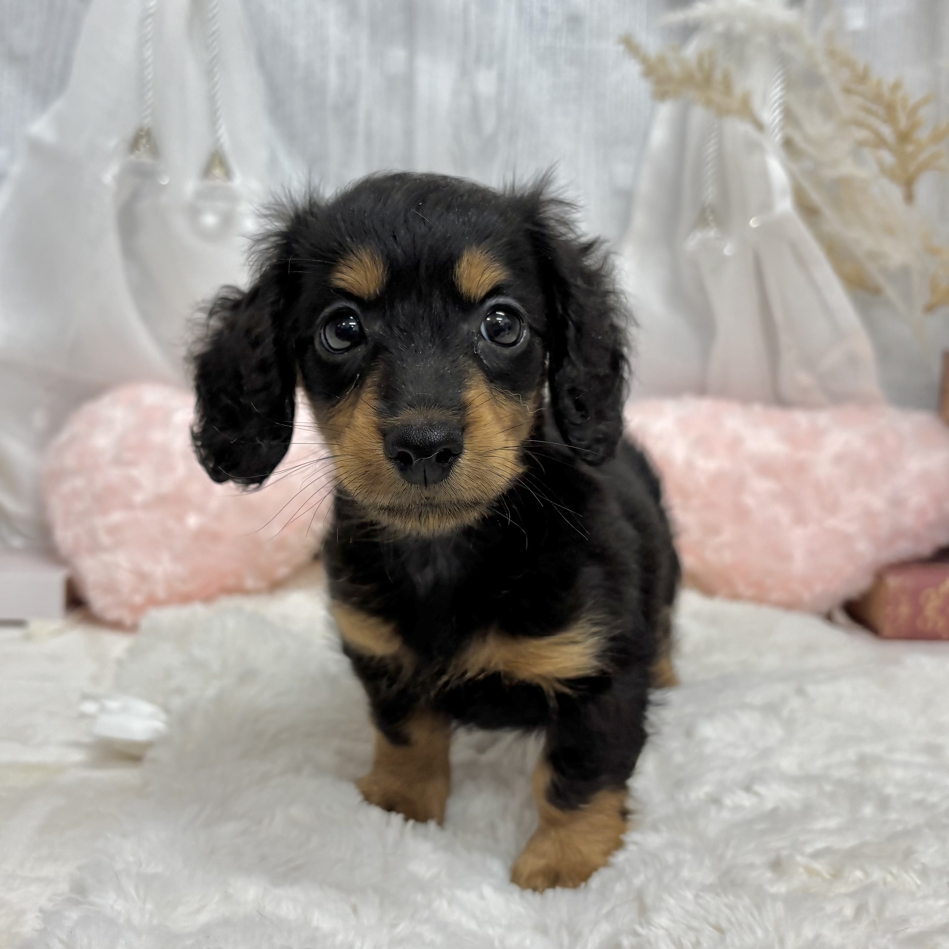 神奈川県のミニチュアダックスフンド(ロング) (犬の家＆猫の里相模原店/2025年7月13日生まれ/男の子/ブラックタン)の子犬の2枚目の画像