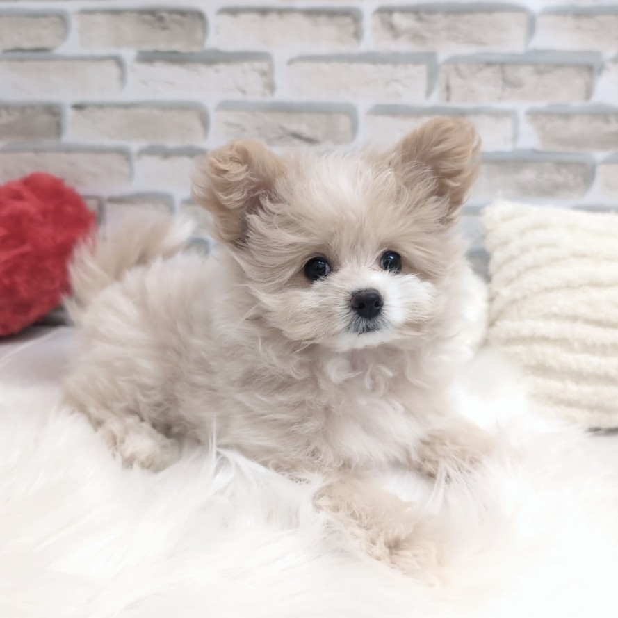 神奈川県のポメプー(ポメラニアン×プードル) (犬の家＆猫の里モザイクモール港北店/2025年7月14日生まれ/女の子/クリーム)の子犬の1枚目の画像