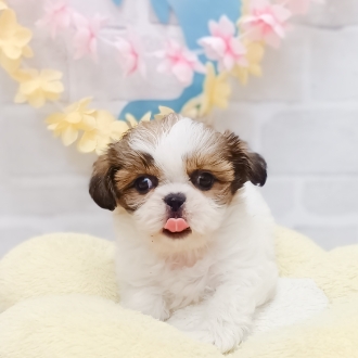 静岡県のシーズー (犬の家＆猫の里プレ葉ウォーク浜北店/2025年7月13日生まれ/女の子/ホワイトゴールド)の子犬の2枚目の画像