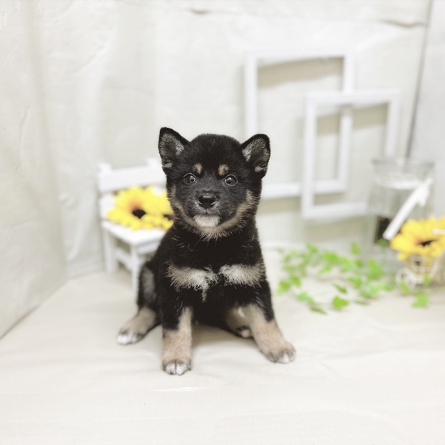 静岡県の柴犬(標準サイズ) (犬の家＆猫の里藤枝店/2025年7月15日生まれ/男の子/黒)の子犬の1枚目の画像