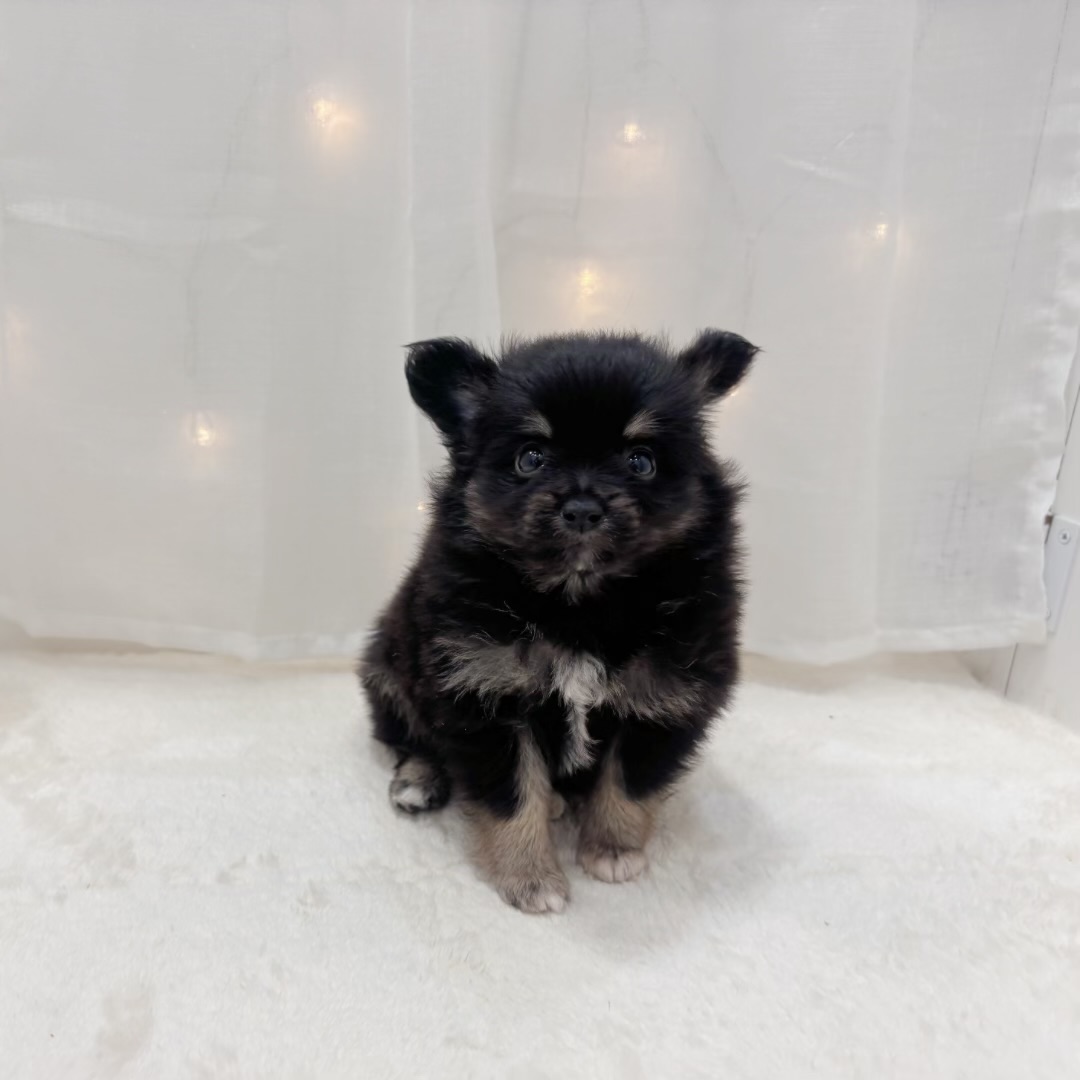 千葉県のポメチワ/チワポメ/ポメチー(ポメラニアン×チワワ) (犬の家＆猫の里BIGHOPガーデンモール印西店/2025年7月14日生まれ/男の子/ブラックタン)の子犬の1枚目の画像