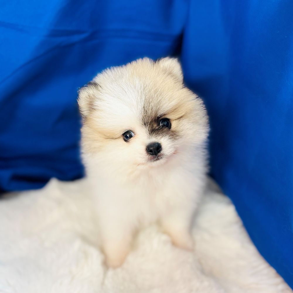 愛知県のポメラニアン (犬の家＆猫の里愛知刈谷店/2025年7月13日生まれ/男の子/パーティーカラー)の子犬の1枚目の画像
