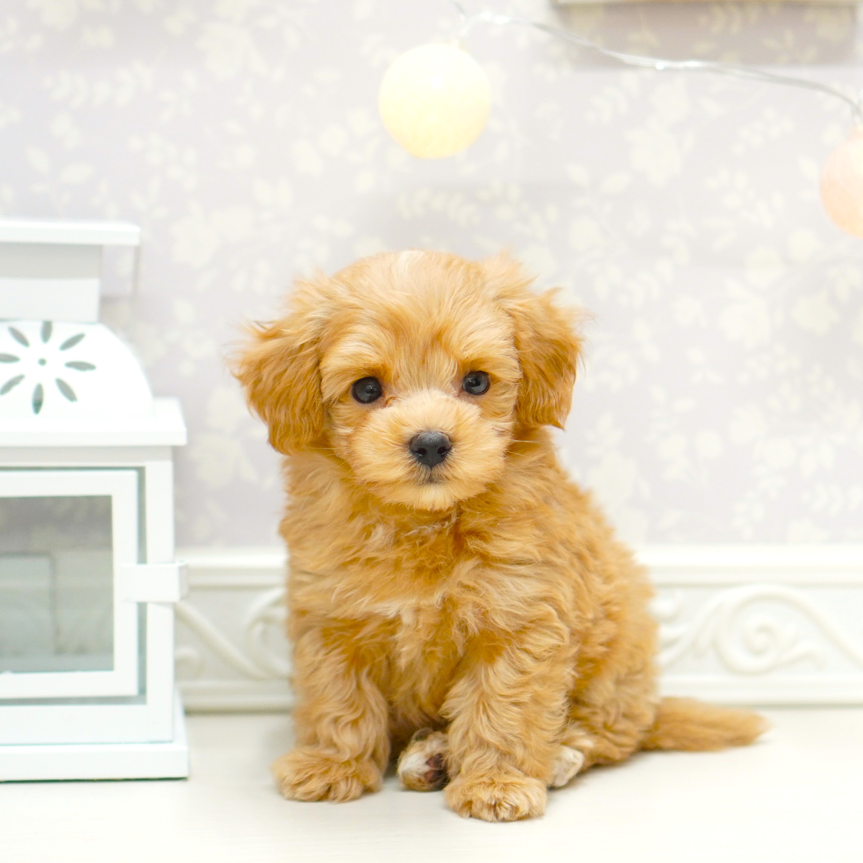 富山県のマルプー(マルチーズ×プードル) (犬の家＆猫の里アミーゴ山室店/2025年7月14日生まれ/男の子/アプリコット)の子犬