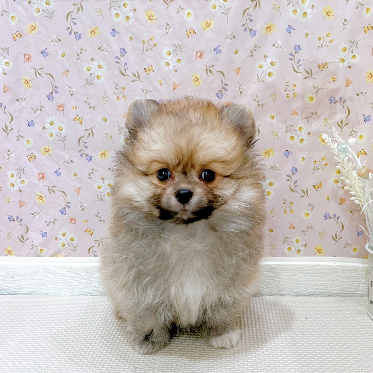 石川県のポメラニアン (犬の家＆猫の里金沢店/2025年7月14日生まれ/男の子/オレンジ)の子犬の1枚目の画像