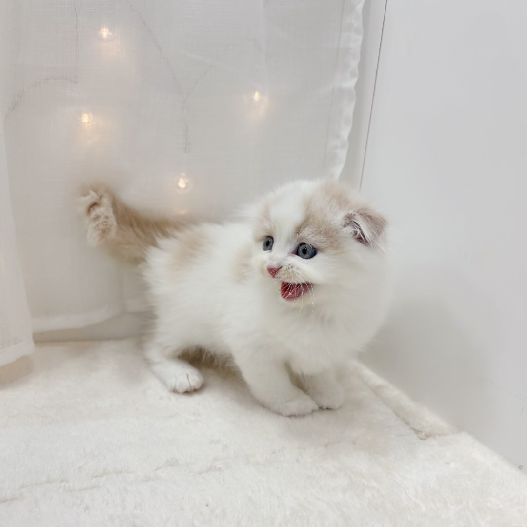 千葉県のスコティッシュフォールド (犬の家＆猫の里BIGHOPガーデンモール印西店/2025年7月15日生まれ/男の子/クリームホワイト)の子猫の2枚目の画像