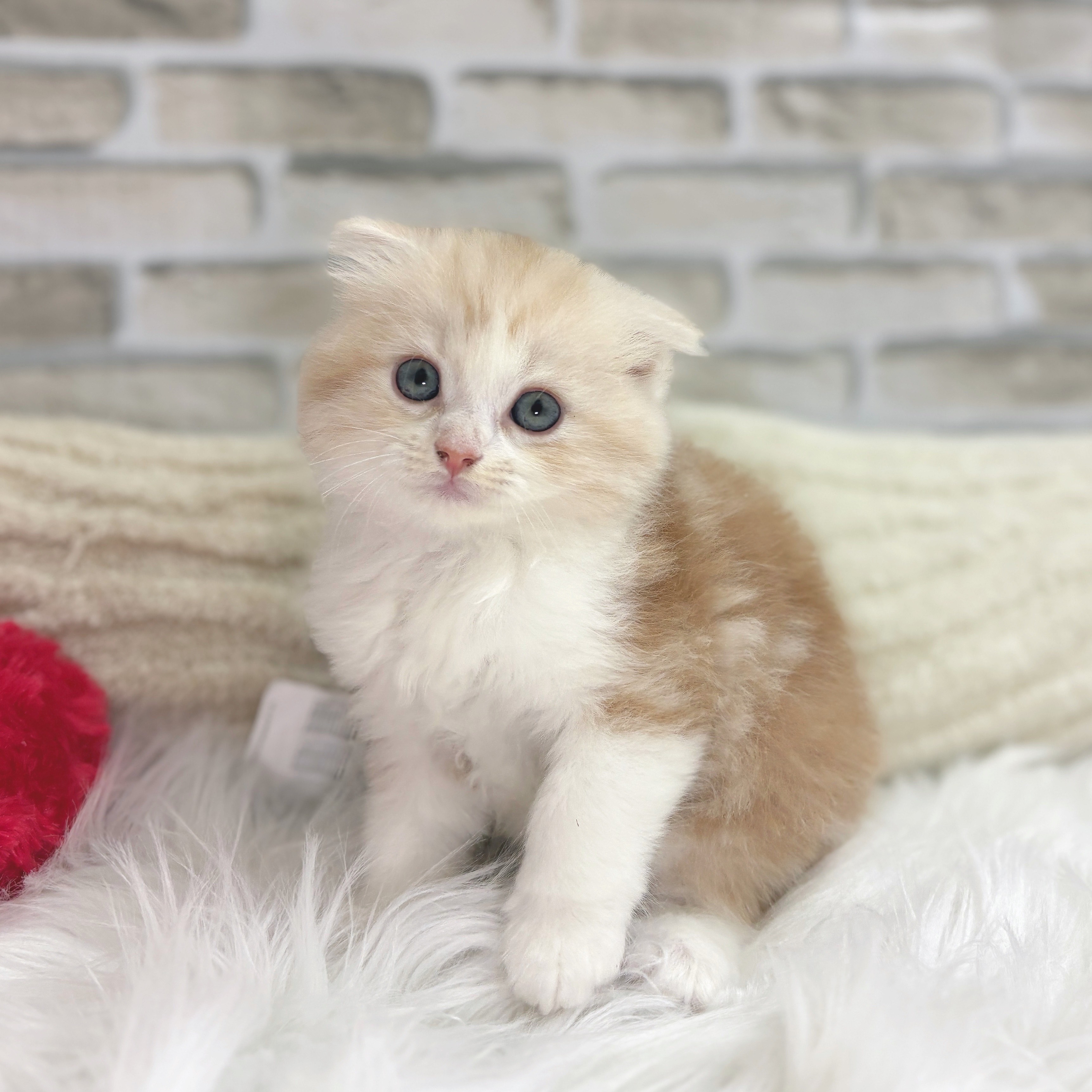 神奈川県のスコティッシュフォールド (犬の家＆猫の里モザイクモール港北店/2025年7月15日生まれ/男の子/クリームタビー)の子猫の2枚目の画像