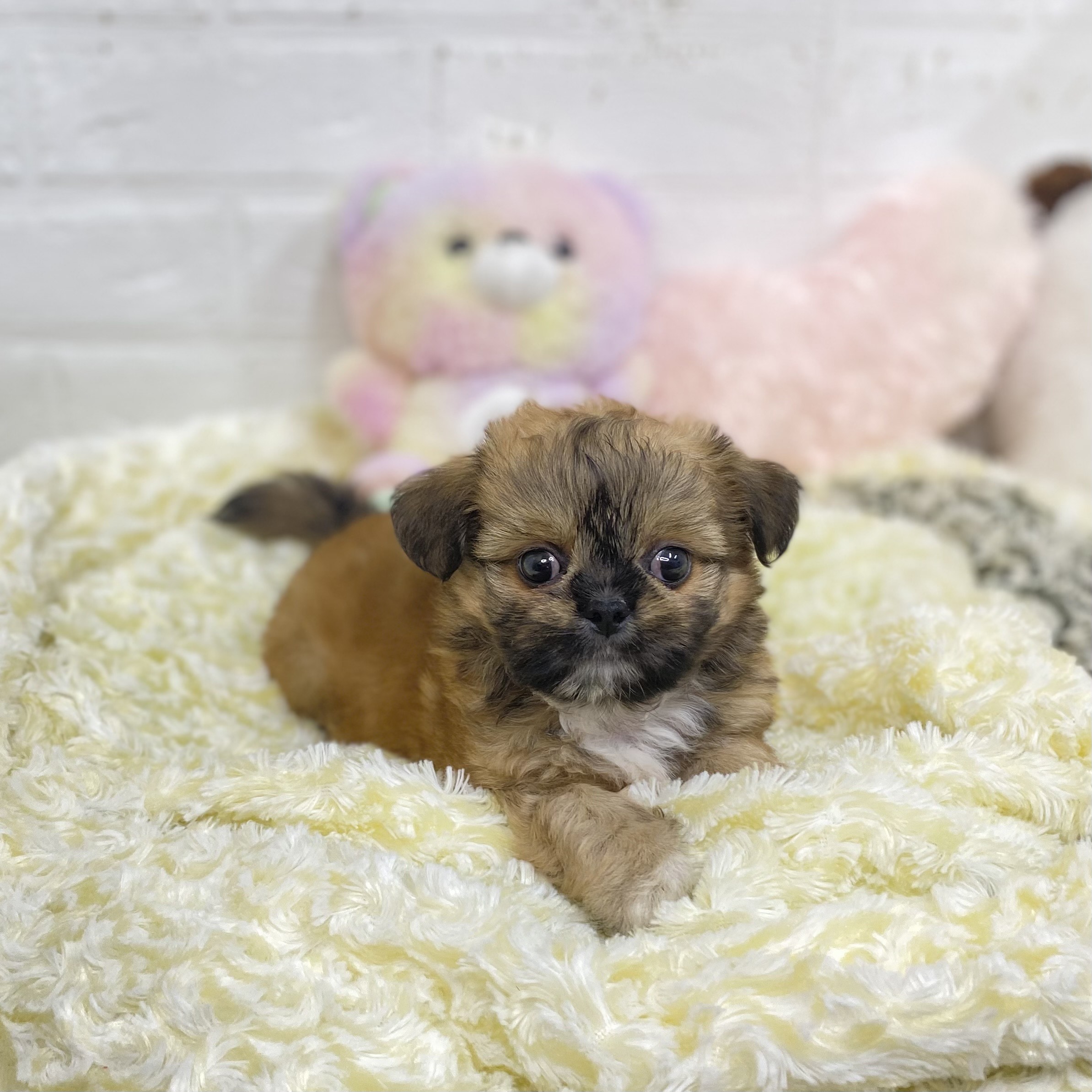 長野県のチワズー/チワシーズ(チワワ×シーズー) (犬の家＆猫の里長野店/2025年7月14日生まれ/男の子/フォーン)の子犬の2枚目の画像