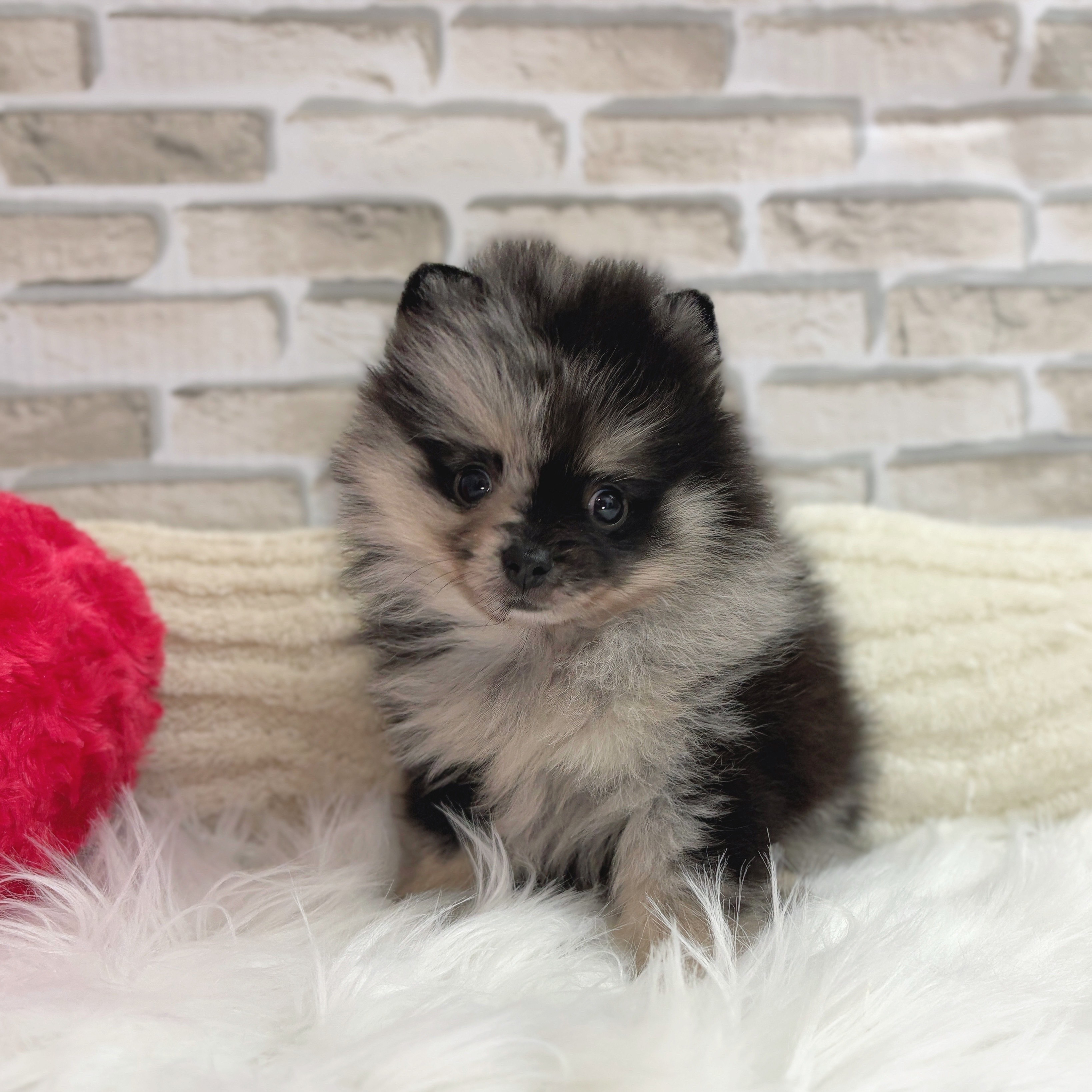 神奈川県のポメラニアン (犬の家＆猫の里モザイクモール港北店/2025年7月15日生まれ/男の子/ブルーマール)の子犬の2枚目の画像