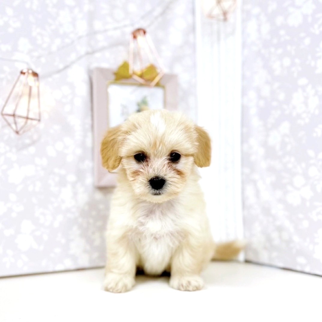 富山県のマルックス(マルチーズ×ダックス) (犬の家&猫の里アミーゴ高岡蓮花寺店/2025年7月14日生まれ/女の子/クリーム)の子犬