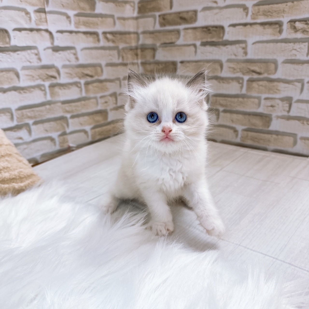 神奈川県のラグドール (犬の家＆猫の里モザイクモール港北店/2025年7月14日生まれ/男の子/ブルーポイントバイカラー)の子猫の2枚目の画像