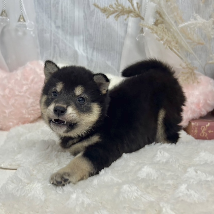 神奈川県の柴犬(標準サイズ) (犬の家＆猫の里相模原店/2025年7月15日生まれ/男の子/黒)の子犬の2枚目の画像