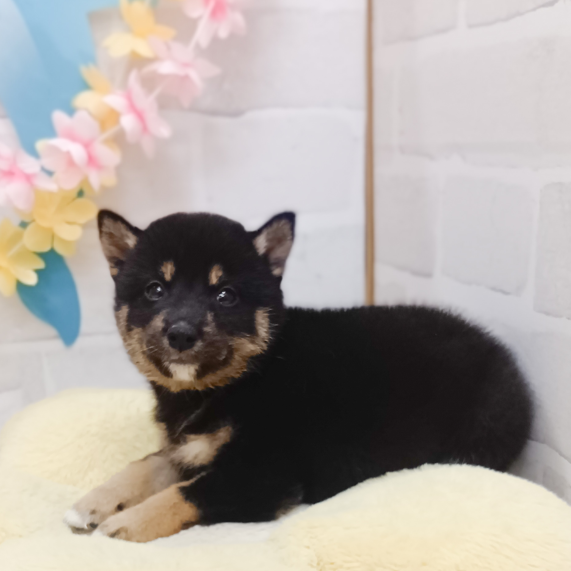 静岡県の柴犬(標準サイズ) (犬の家＆猫の里プレ葉ウォーク浜北店/2025年7月15日生まれ/女の子/黒)の子犬の2枚目の画像