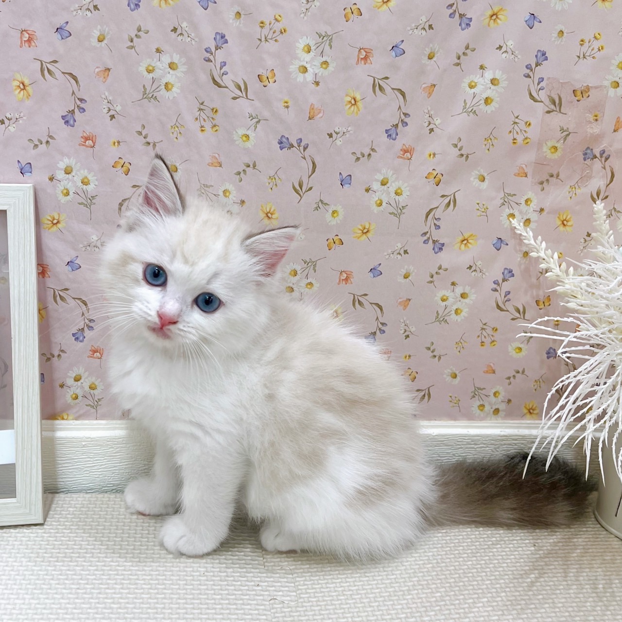 石川県のラグドール (犬の家＆猫の里金沢店/2025年7月14日生まれ/女の子/シールポイントバイカラー)の子猫の1枚目の画像