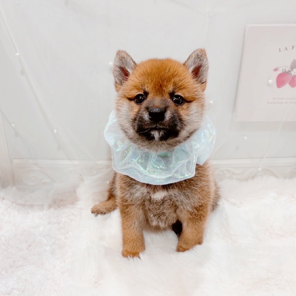 福井県の柴犬(標準サイズ) (犬の家＆猫の里福井店/2025年7月15日生まれ/男の子/赤)の子犬