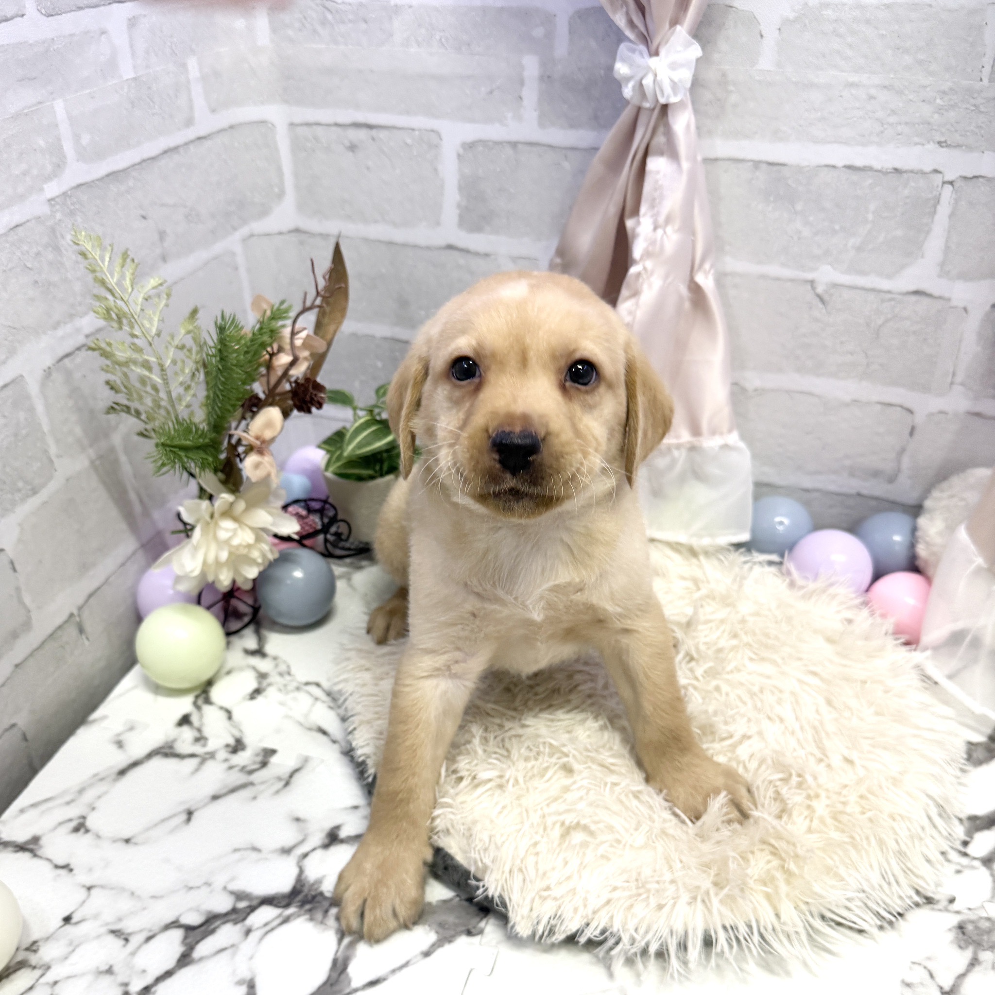 愛知県のラブラドールレトリーバー (犬の家＆猫の里岡崎店/2025年7月14日生まれ/女の子/イエロー)の子犬の1枚目の画像