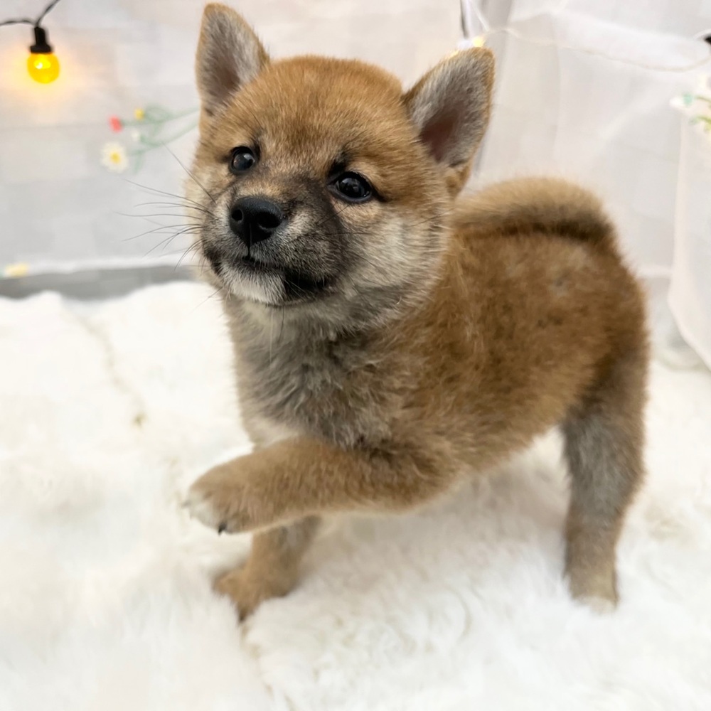 静岡県の柴犬(標準サイズ) (犬の家＆猫の里MEGAドン・キホーテ袋井店/2025年7月10日生まれ/女の子/赤)の子犬の2枚目の画像