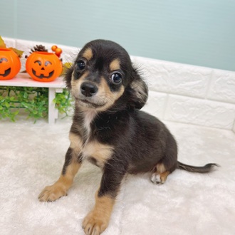 静岡県のチワックス(チワワ×ダックス) (犬の家＆猫の里マークイズ静岡店/2025年7月15日生まれ/男の子/ブラックタン)の子犬の1枚目の画像
