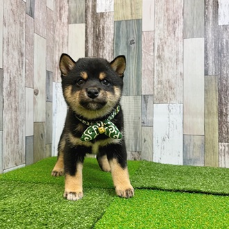 神奈川県の豆柴 (犬の家＆猫の里モザイクモール港北店/2025年7月13日生まれ/男の子/黒)の子犬の2枚目の画像