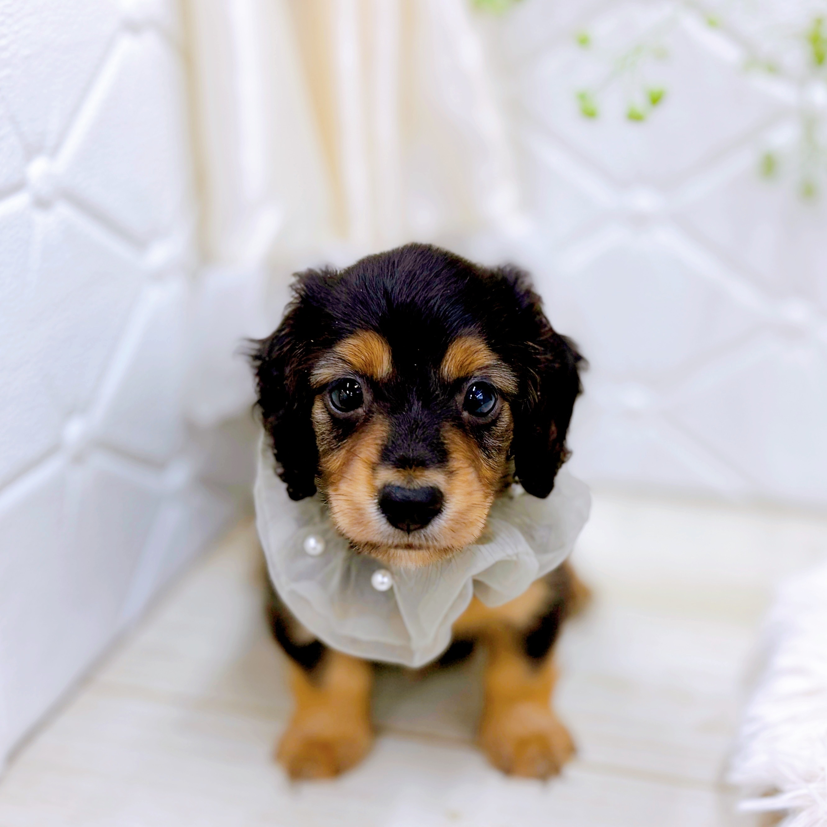 福井県のカニンヘンダックスフンド(ロング) (犬の家＆猫の里アミーゴ福井店/2025年7月15日生まれ/男の子/ブラックタン)の子犬